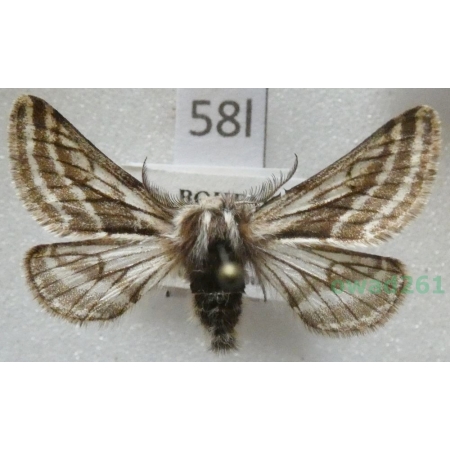 Lycia zonaria (Denis & Schiffermüller, 1775) male Czech58l